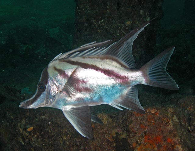 PENTACEROTIDAE (PESCI CINGHIALE)